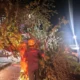 Pohon Tumbang Sempat Tutup Separuh Jalan Raya Kawedanan-Magetan