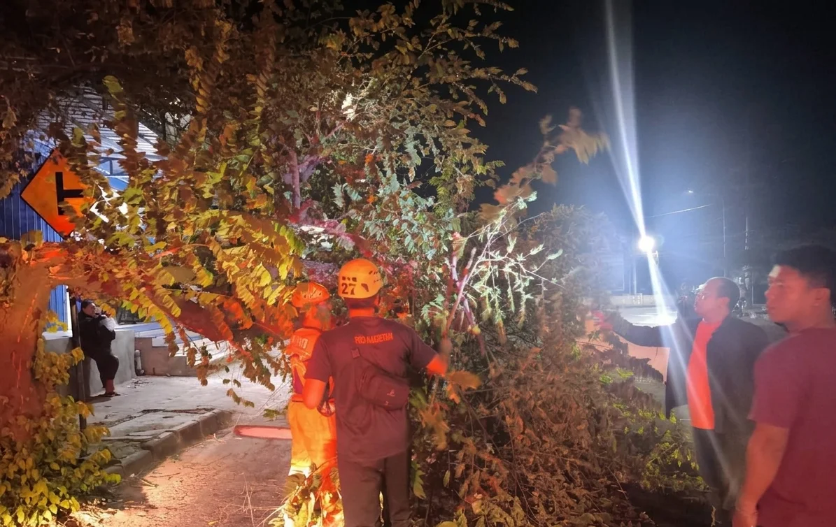 Pohon Tumbang Sempat Tutup Separuh Jalan Raya Kawedanan-Magetan