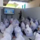 Polisi Edukasi Bahaya Narkoba pada Peserta MPLS di Pamekasan