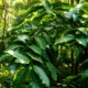 Saat Kabut Pagi Menyeduh Aroma Robusta Senduro