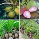 Serabut Merah Muda Kelapa Wulung, Isotonik Alami Kaya Manfaat