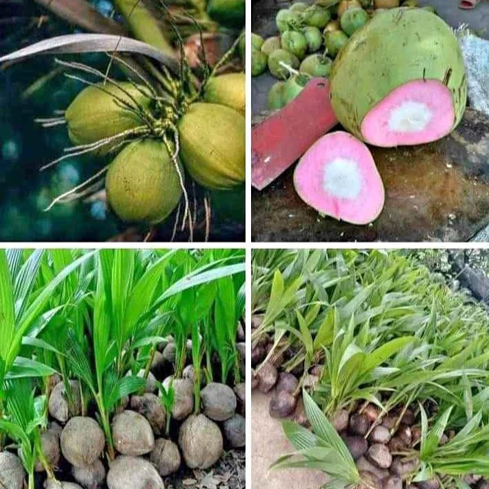 Serabut Merah Muda Kelapa Wulung, Isotonik Alami Kaya Manfaat