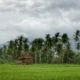 Surplus Beras Banyuwangi Capai 174 Ribu Ton Semester I 2026, Bukti Ketahanan Pangan Nasional