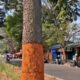 Pemerintah Kota (Pemkot) Bandung, tengah menyelidiki kasus pengulitan atau pengelupasan kulit batang sejumlah pohon di Jalan Pahlawan.