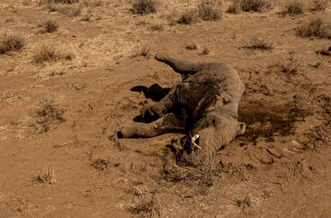 Foto Belasan Bangkai Gajah Mati Keracunan Sianida di Taman Nasional Kenya