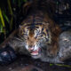 Habitat Harimau Sumatera di Riau Terancam Karhutla