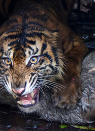 Karhutla Ancam Habitat Harimau Sumatera di Riau