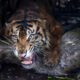 Karhutla Ancam Habitat Harimau Sumatera di Riau