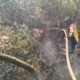 Personel TNI dari Kodim 0825/Banyuwangi bersama tim gabungan menyisir kawasan Cagar Alam Kawah Ijen Merapi Ungup-Ungup, Desa Tamansari