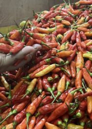Harga Pangan Bergejolak, Cabai Rawit Merah Tembus Rp91.000 per Kilogram