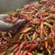 Harga Pangan Bergejolak, Cabai Rawit Merah Tembus Rp91.000 per Kilogram