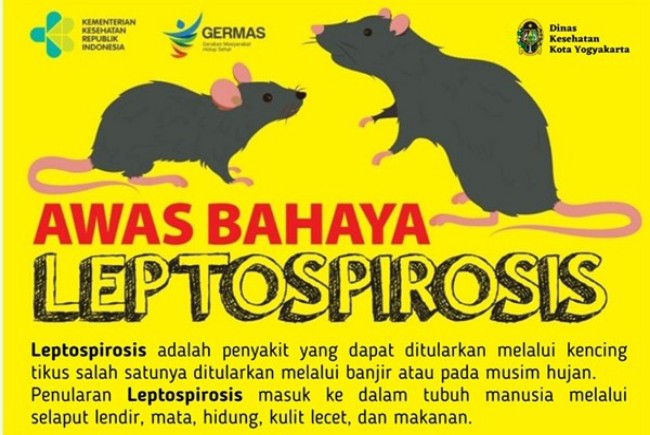 Waspada Leptospirosis saat musim hujan